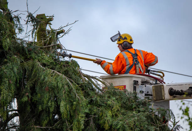 Best Tree Removal  in Tara Hills, CA