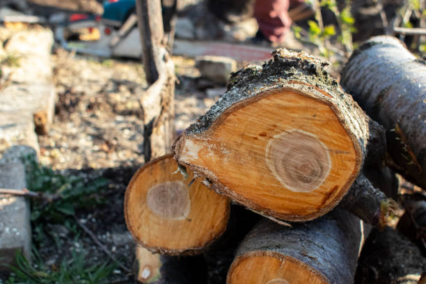 Best Aeration Services  in Tara Hills, CA