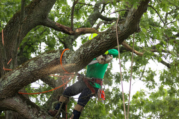 How Our Tree Care Process Works  in  Tara Hills, CA