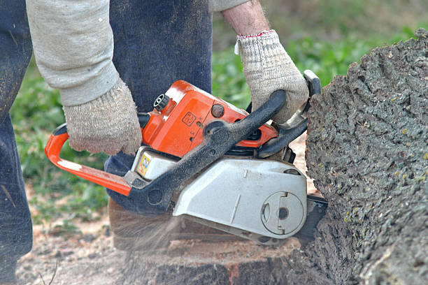Best Firewood Processing and Delivery  in Tara Hills, CA
