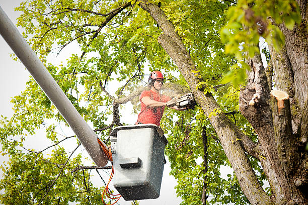 Best Stump Grinding and Removal  in Tara Hills, CA
