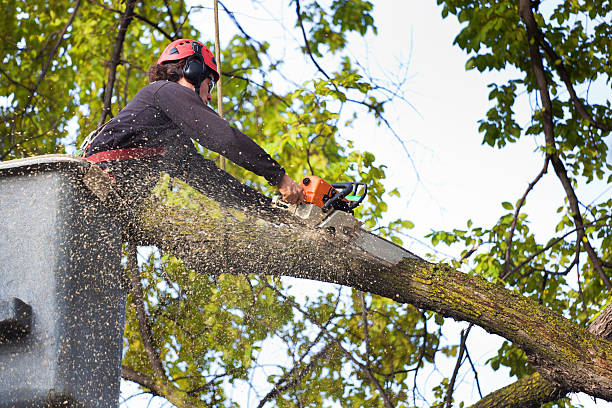 Best Hazardous Tree Removal  in Tara Hills, CA