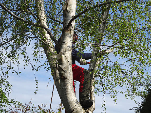 Tara Hills, CA Tree Care Company